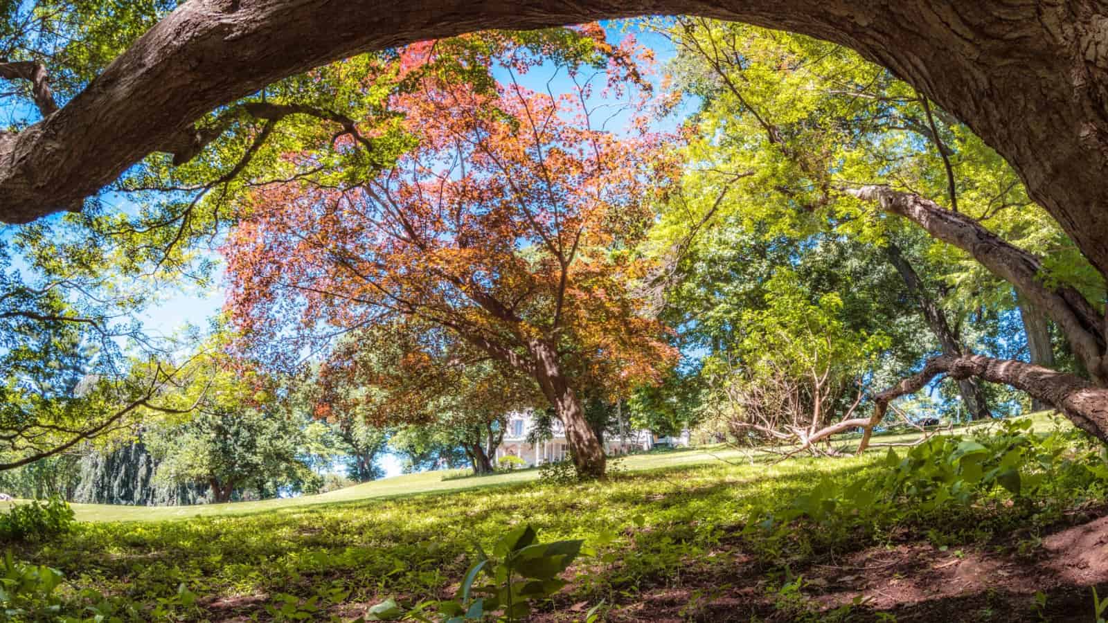Lyndhurst-Spring-Clifford-Pickett-45-scaled_1600x900_acf_cropped